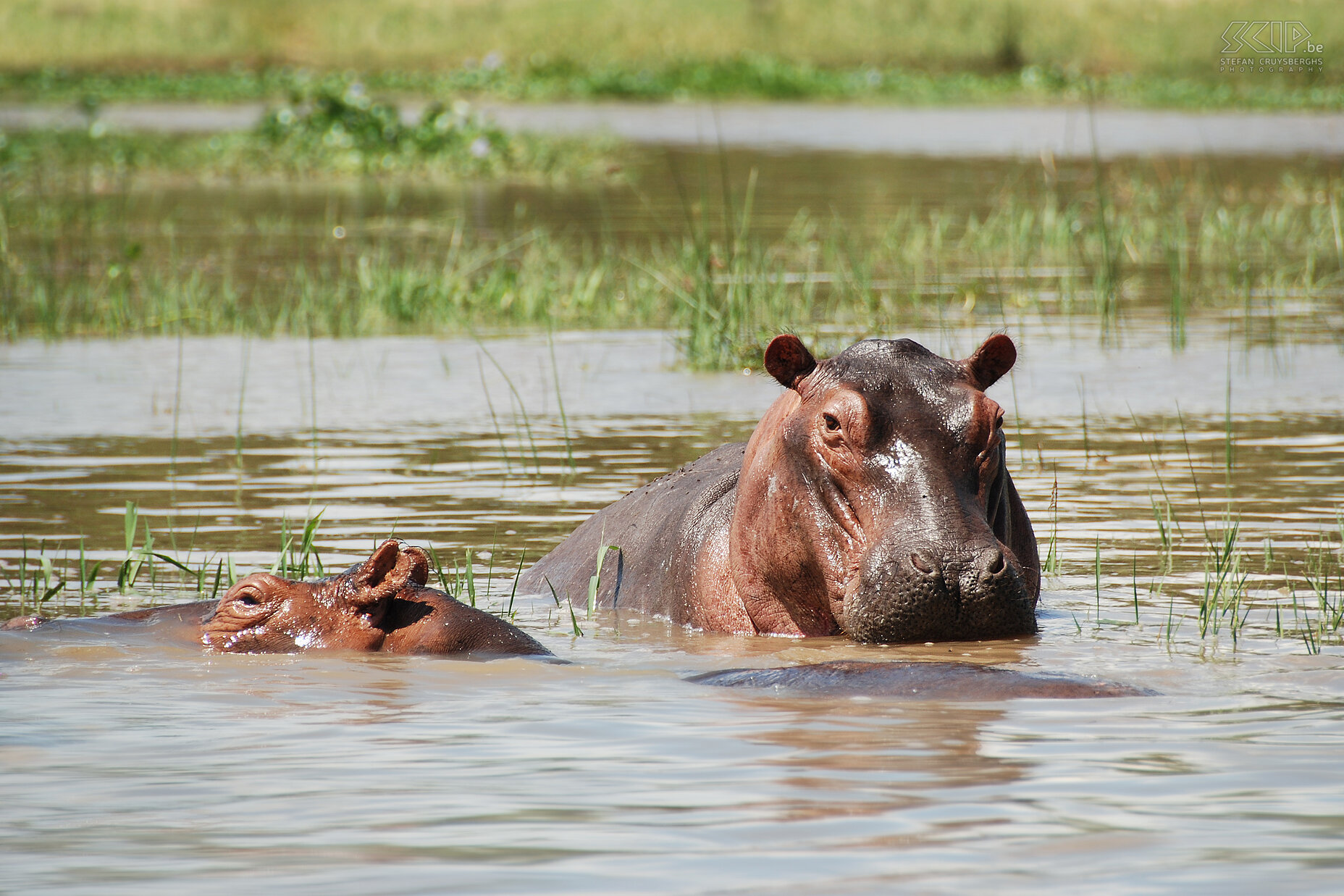 Murchison - Hippo We make a trip by boat on the Nile in the direction of Murchison Falls. In the meantime we see a lot of hippopotamus, buffaloes and a few crocodiles. Stefan Cruysberghs